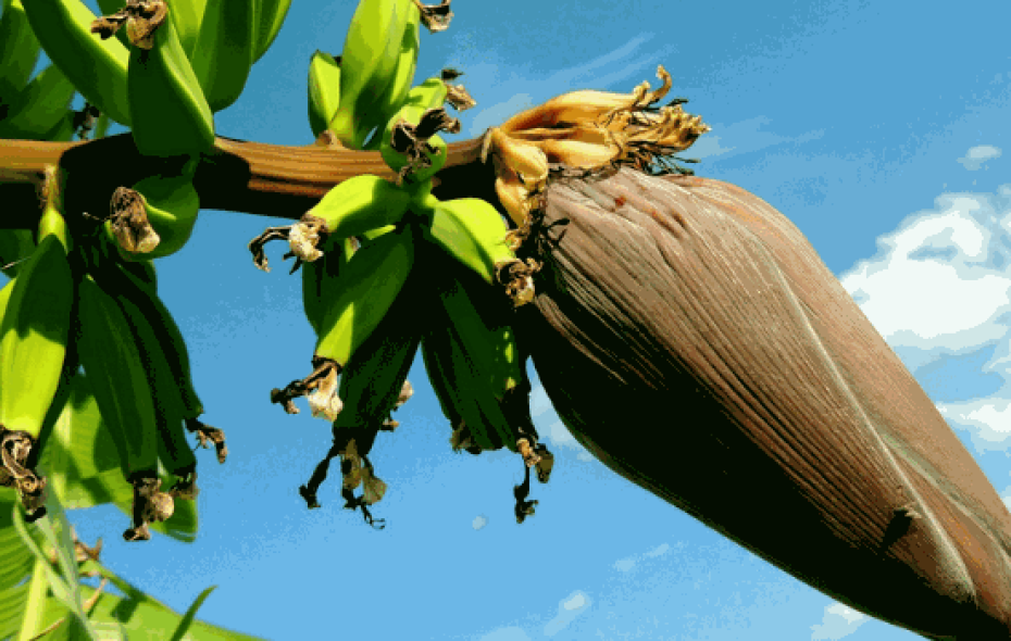 Tropic Biosciences are preventing banana extinction