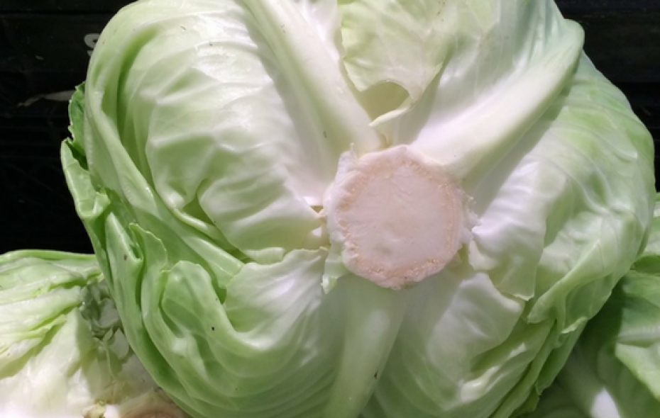 Crispr cabbage